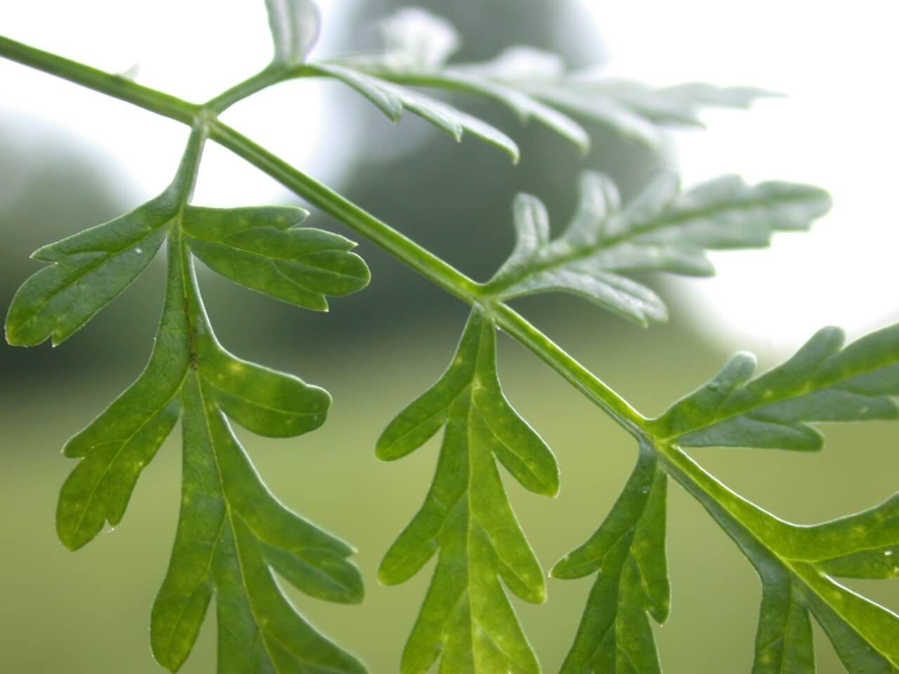 Poison Hemlock Leaflet