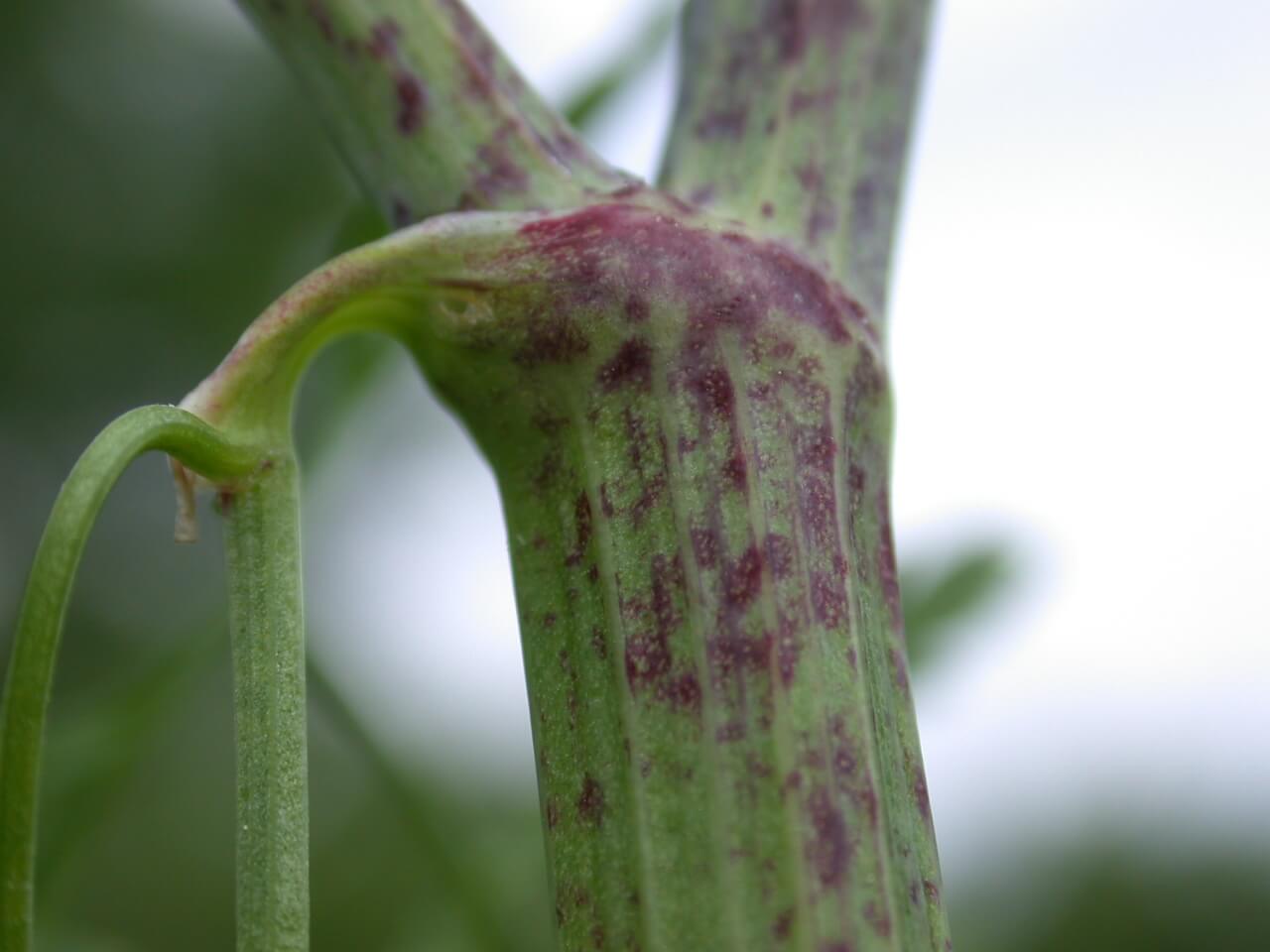 Poison Hemlock Stem