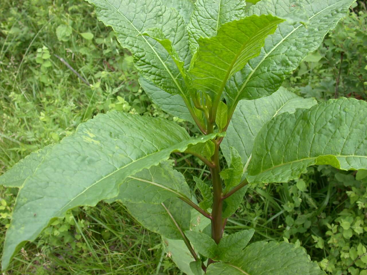 Pokeweed Plant