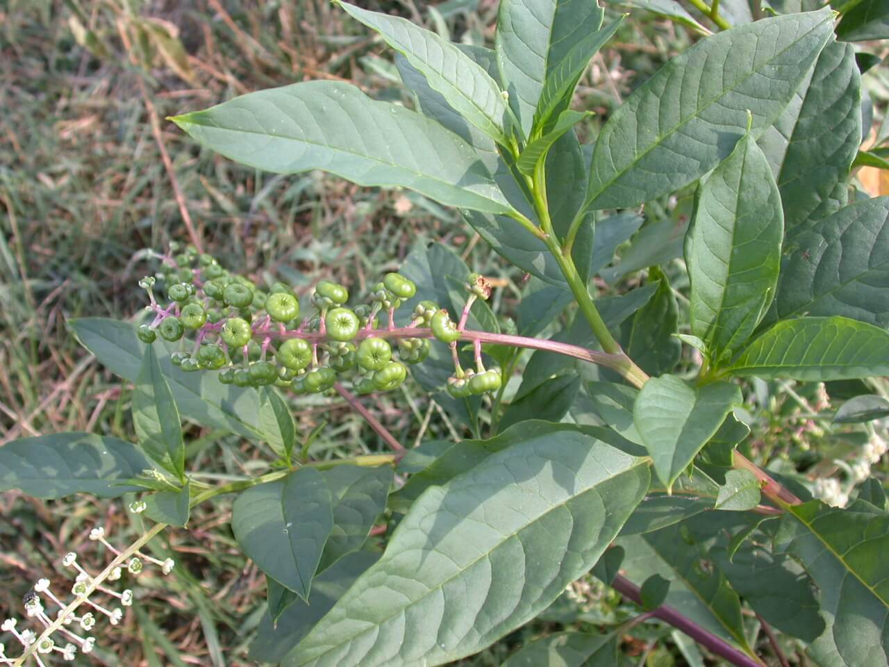 Pokeweed Plant