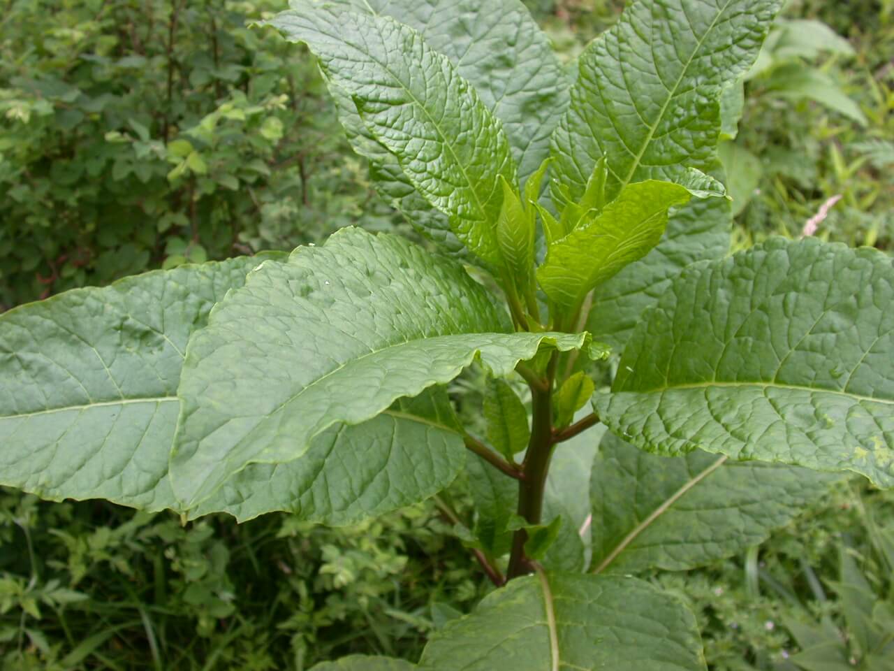 Pokeweed Plant