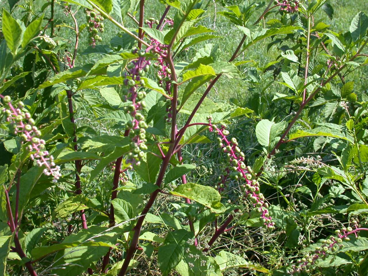 Pokeweed Fruit