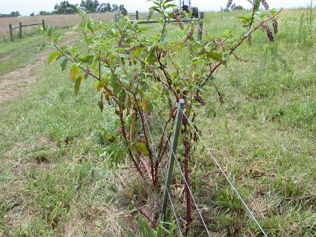 Pokeweed plant is tall with purple plants and it produces berries.