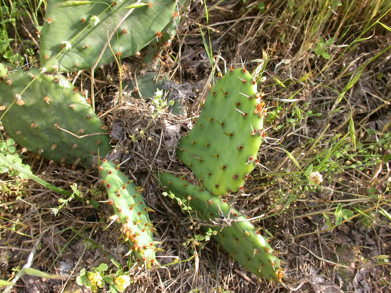 Prickly Pear Cactus