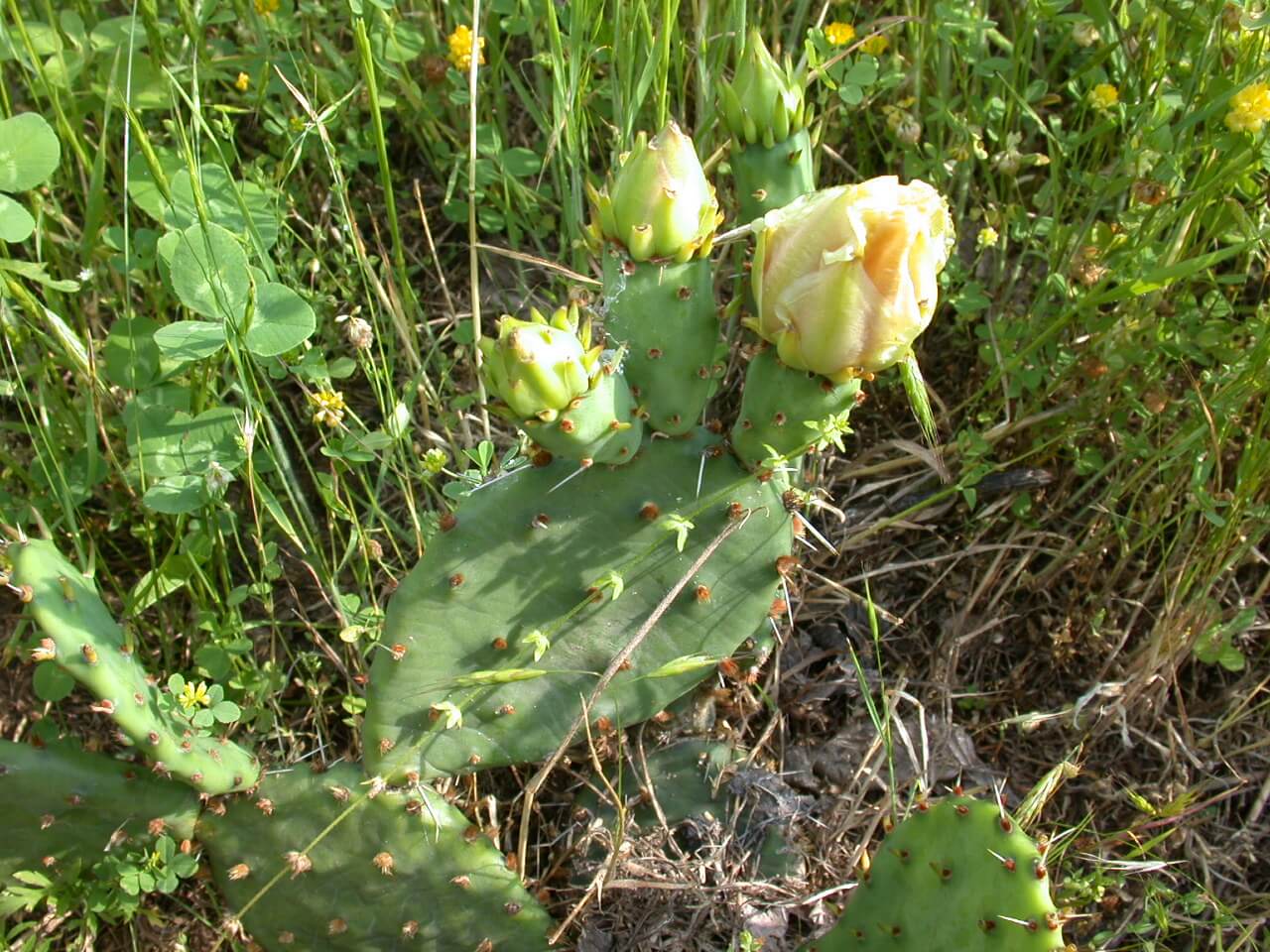 Prickly Pear Cactus Bloom