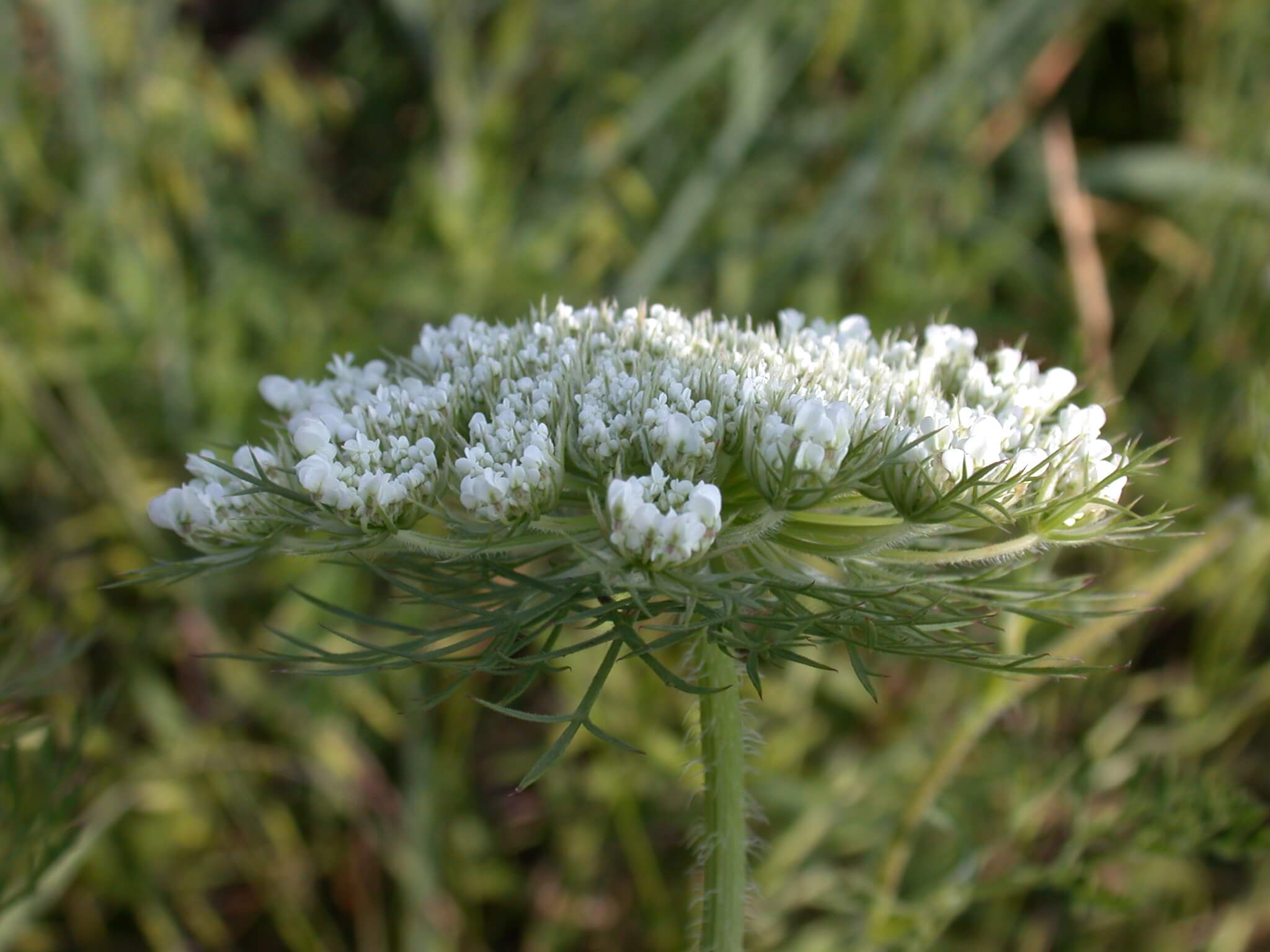 Queen Anne's Lace Bloom