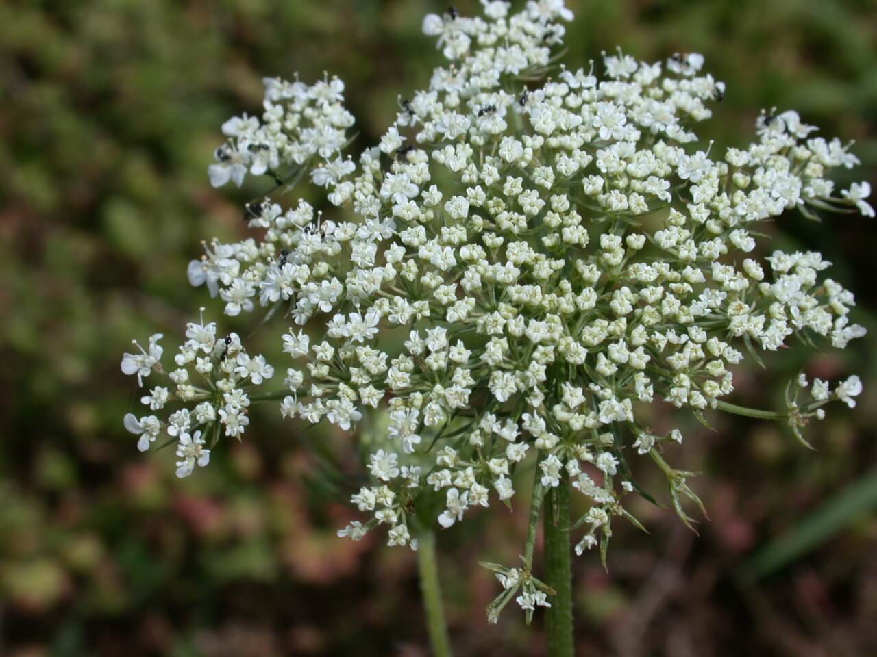 Queen Anne's Lace Bloom