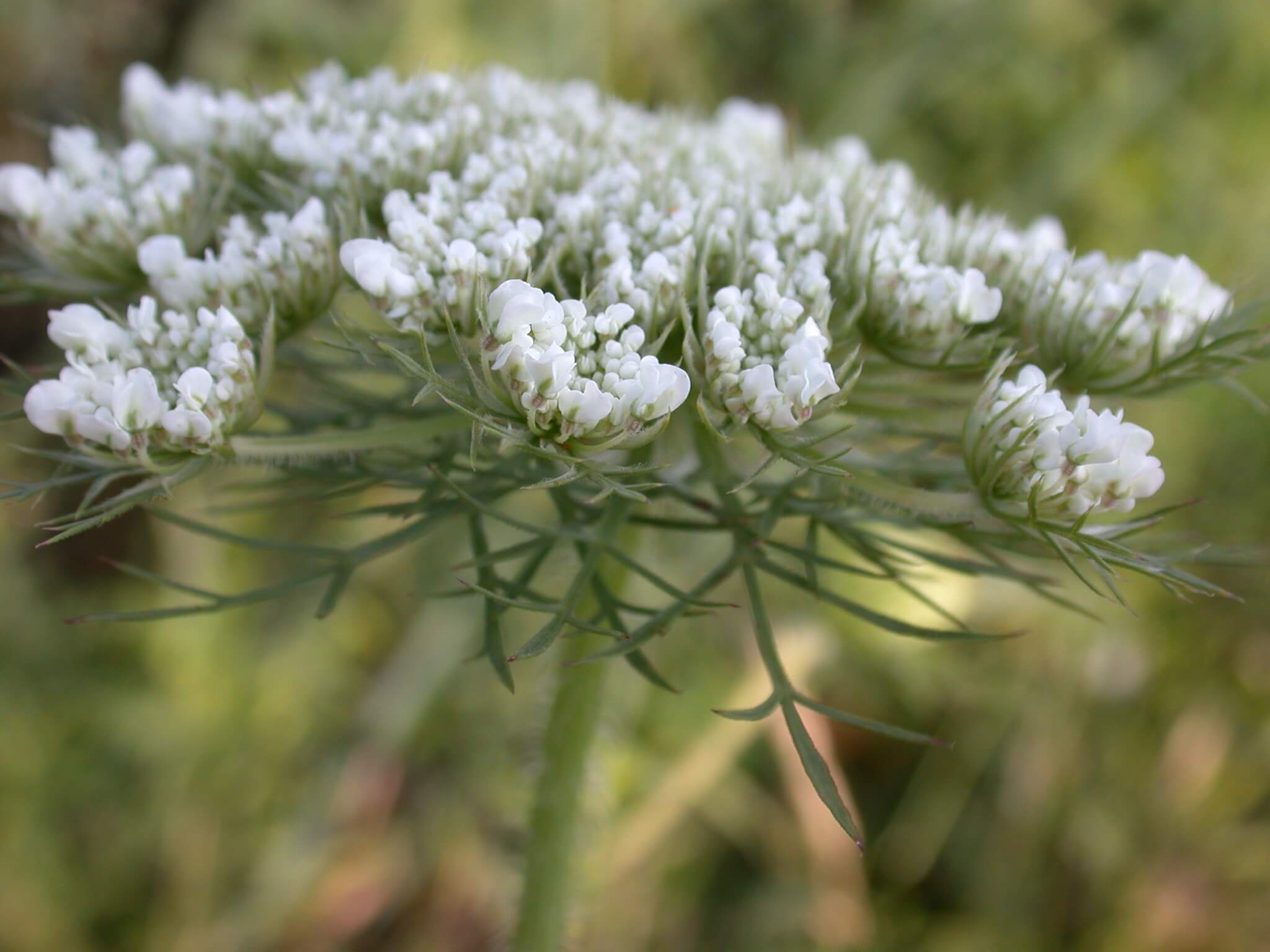 Queen Anne's Lace Bloom