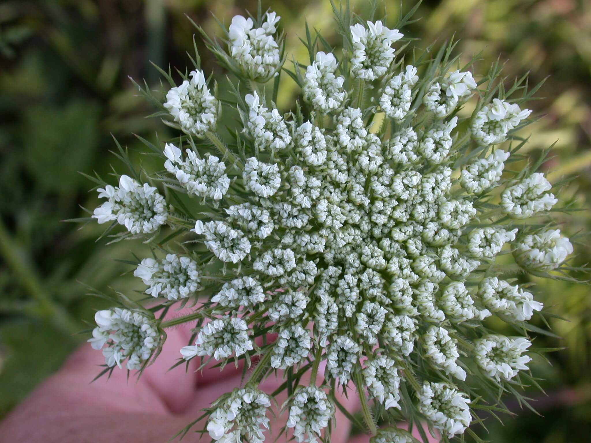 Queen Anne's Lace Bloom
