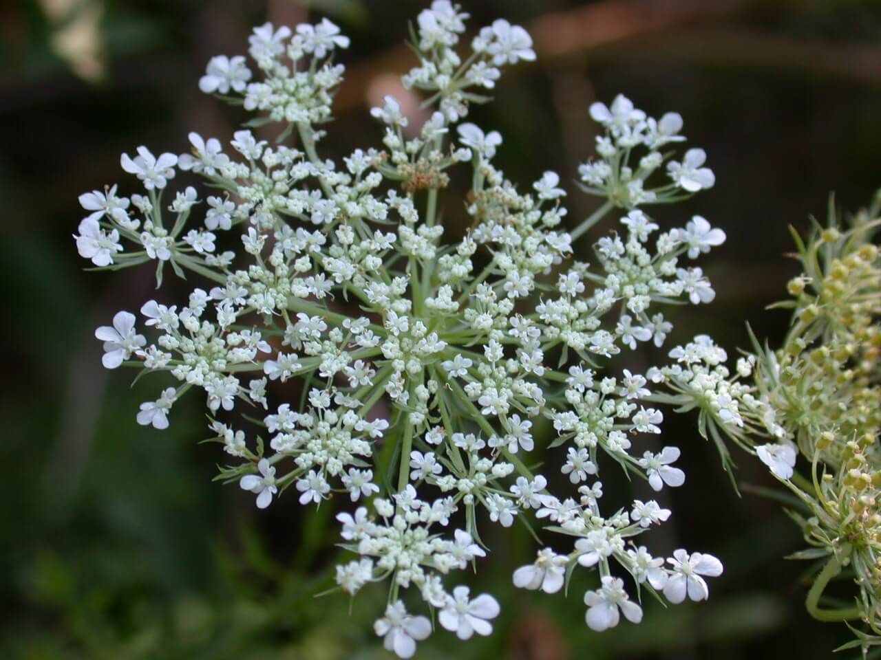 Queen Anne's Lace Bloom