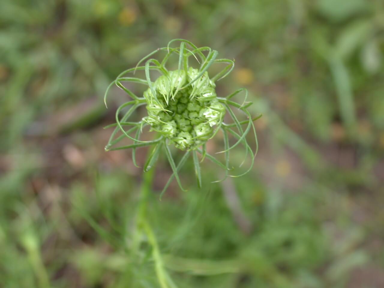 Queen Anne's Lace Bud