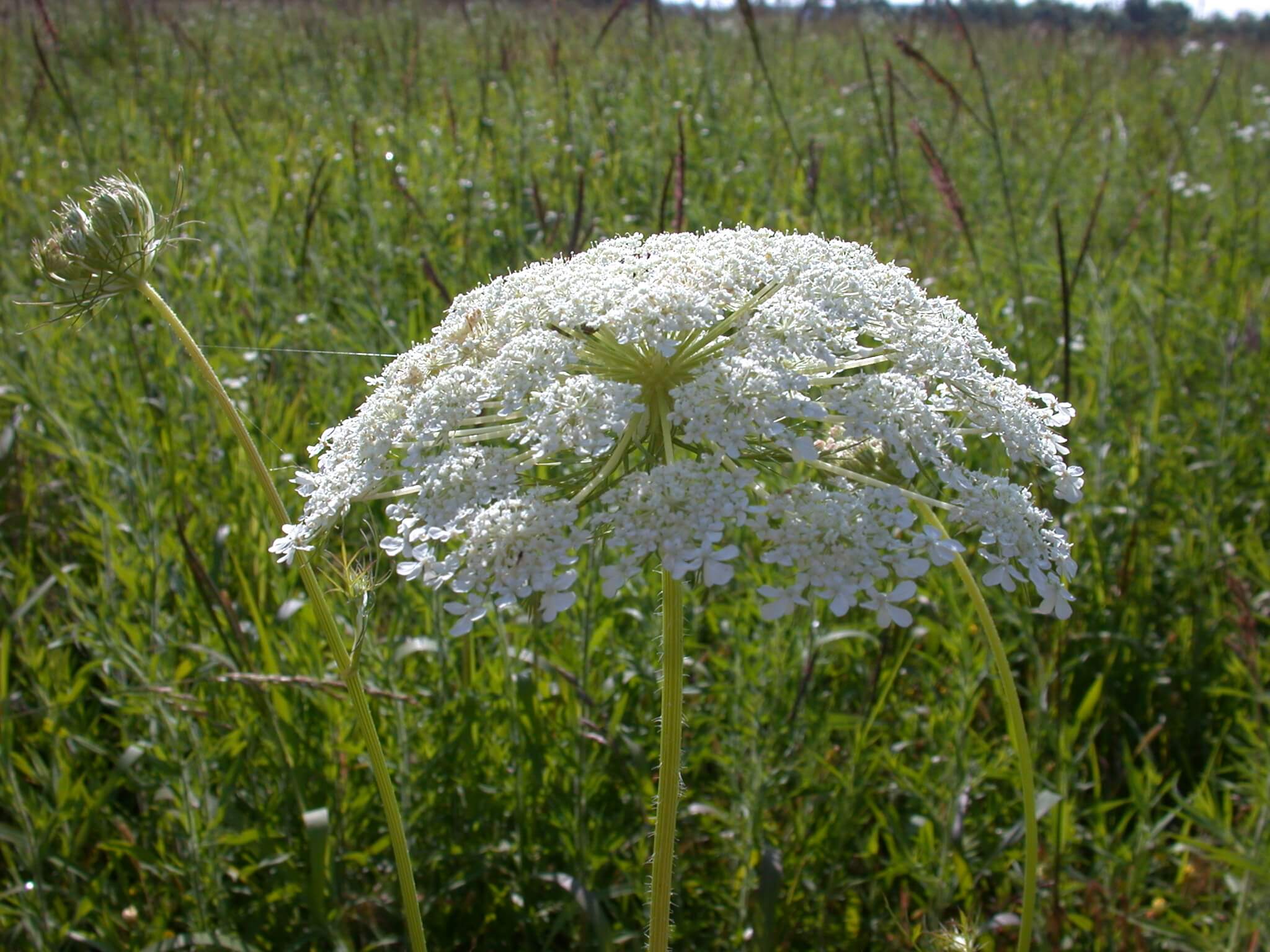 Queen Anne's Lace Flower