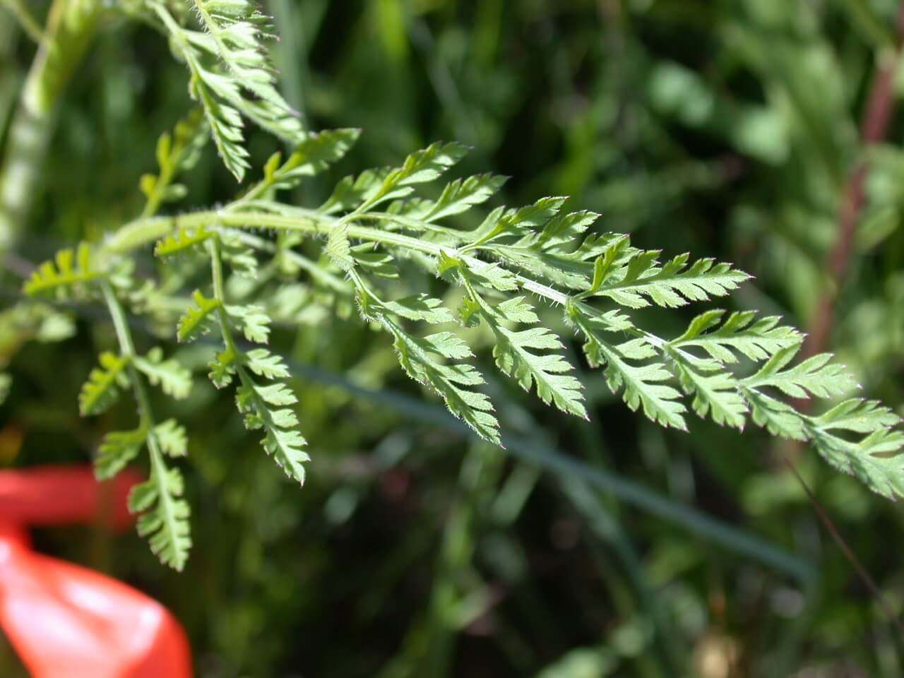 Queen Anne's Lace Leaf