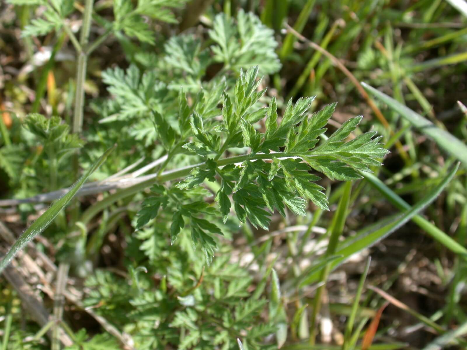 Queen Anne's Lace Leaves