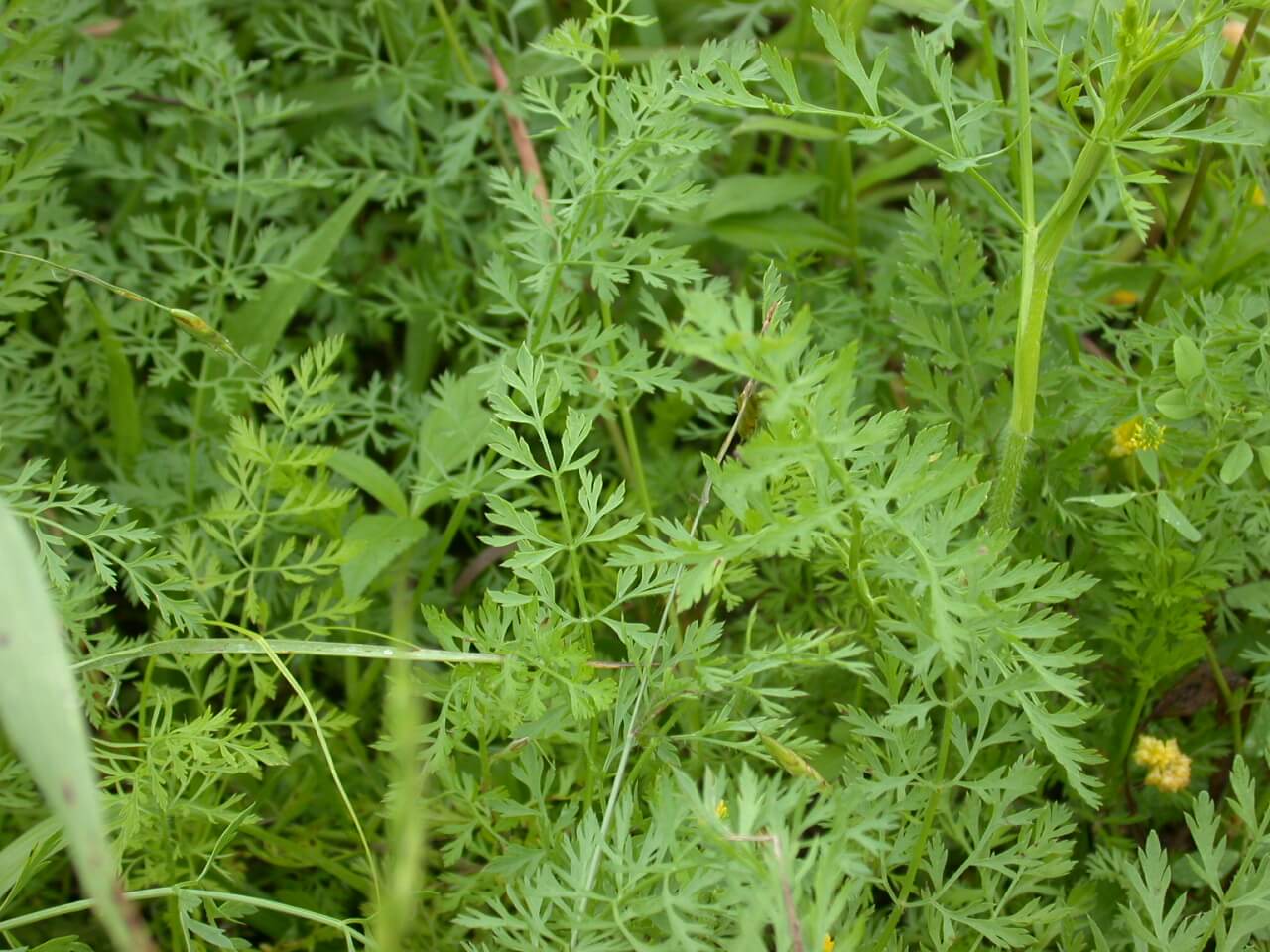 Queen Anne's Lace Leaves