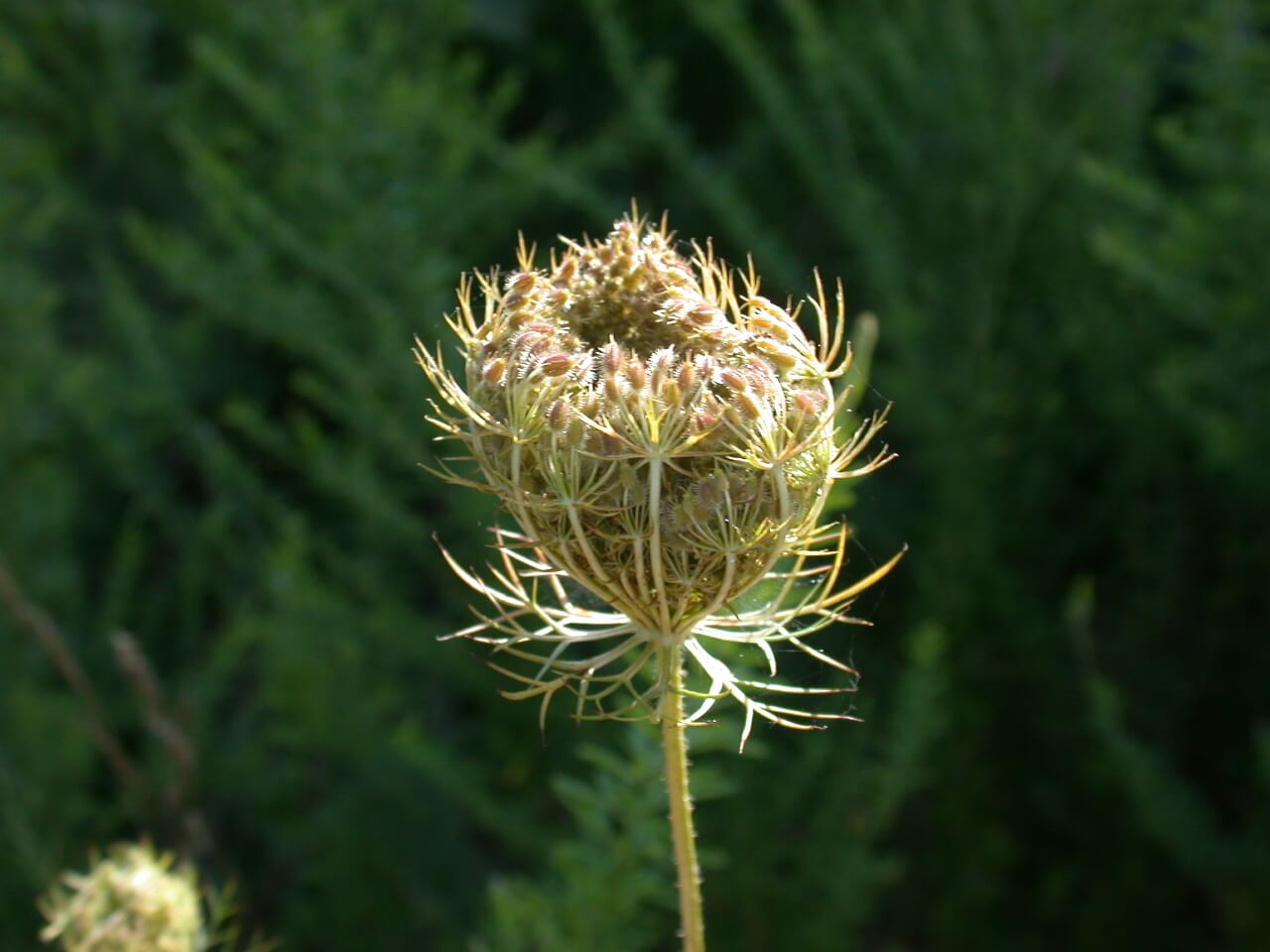 Queen Anne's Lace Seedhead