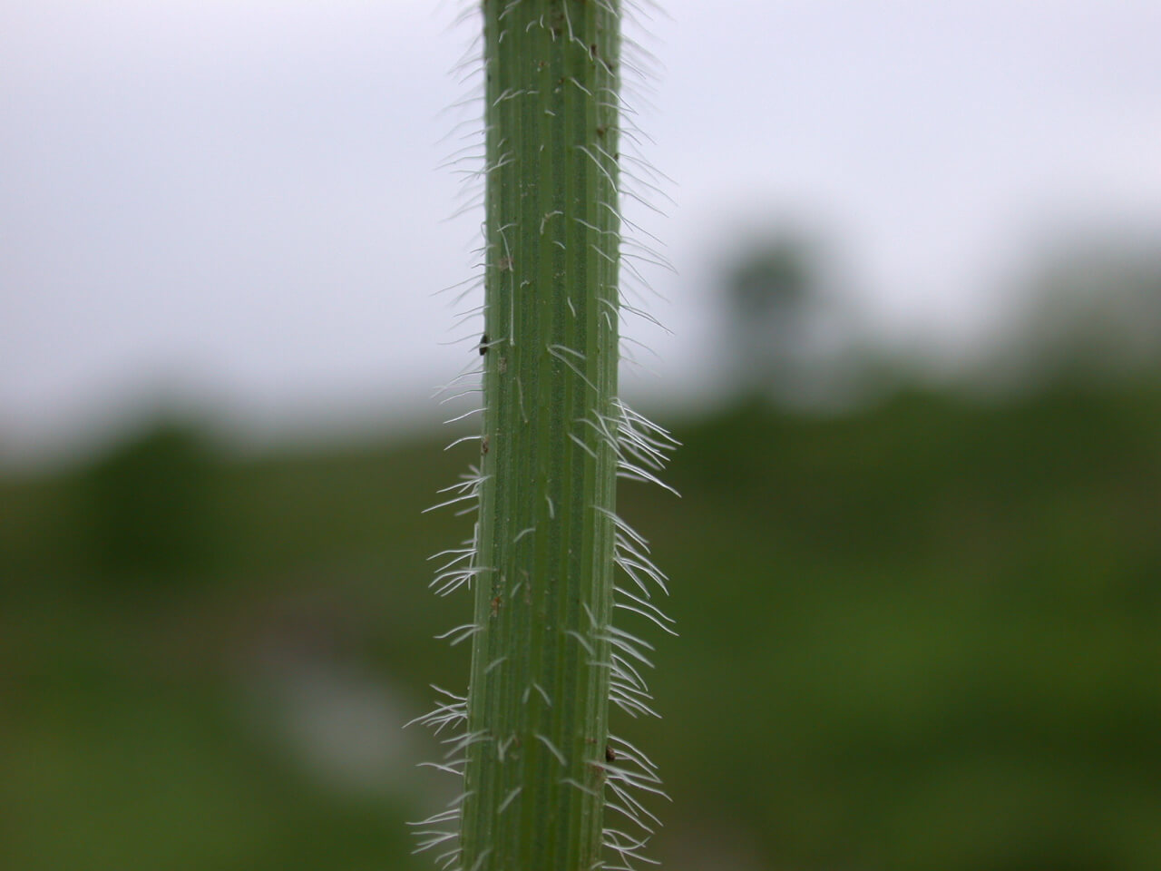 Queen Anne's Lace Stem