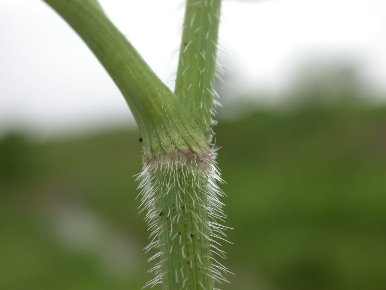 Queen Anne's Lace Stem