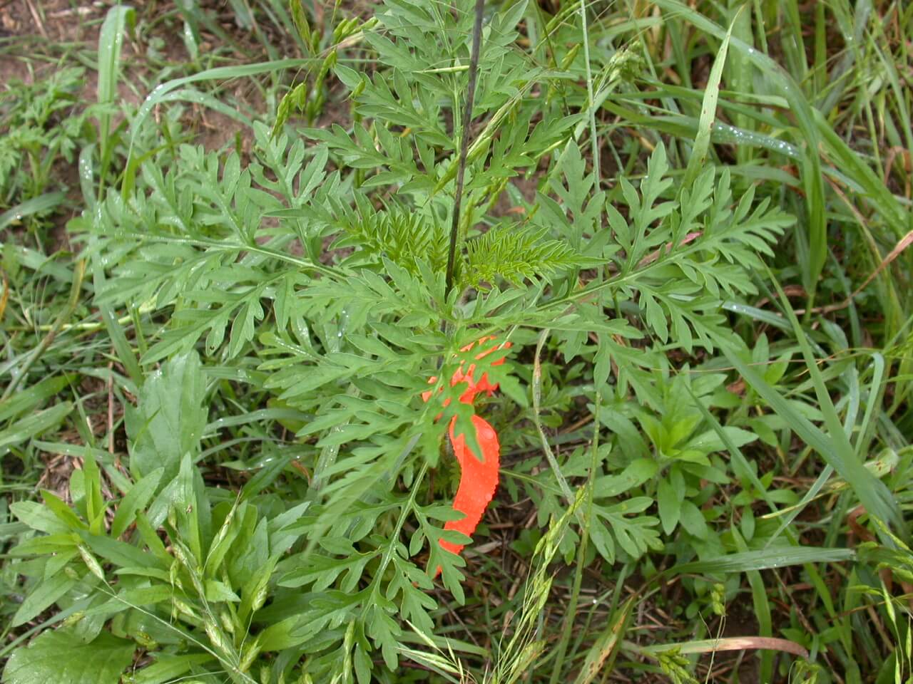 Common Ragweed Plant