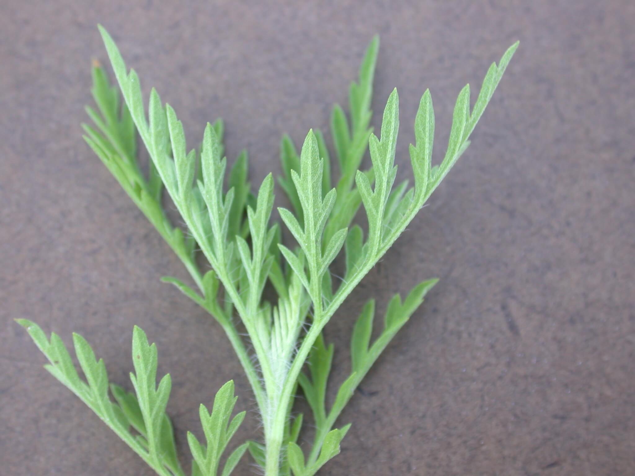 Common Ragweed Leaf