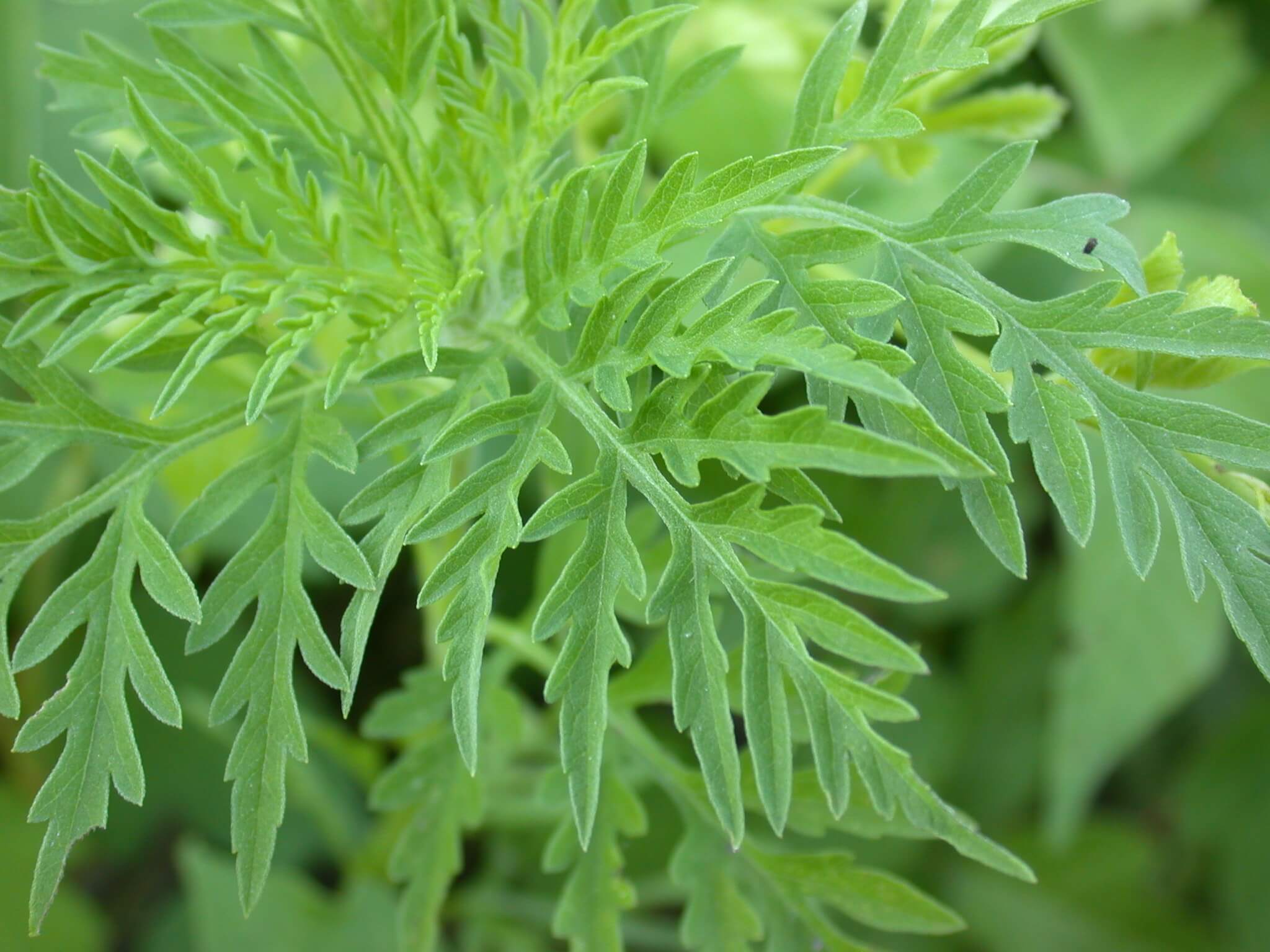 Common Ragweed Leaf