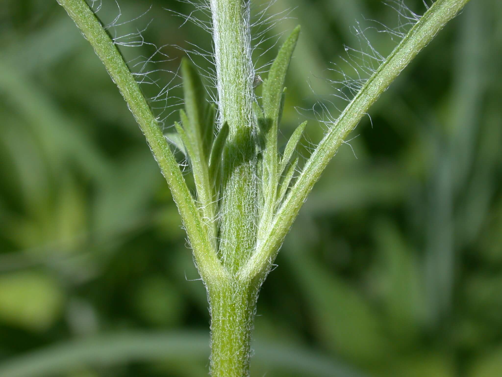 Common Ragweed Leaf Base