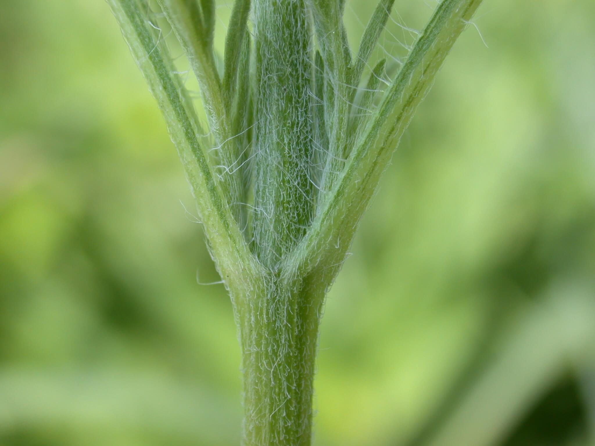 Common Ragweed Leaf Base