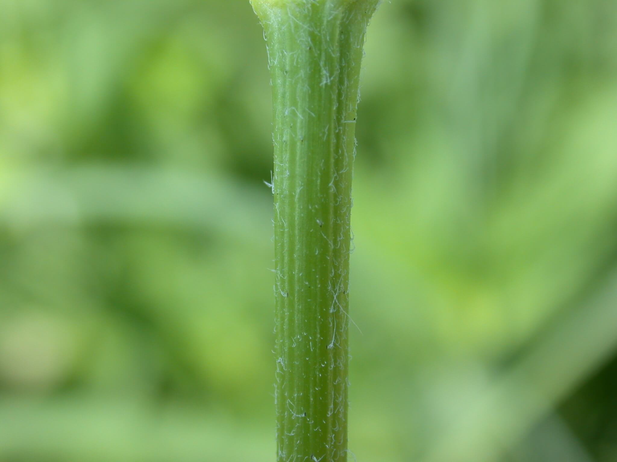 Common Ragweed Stem