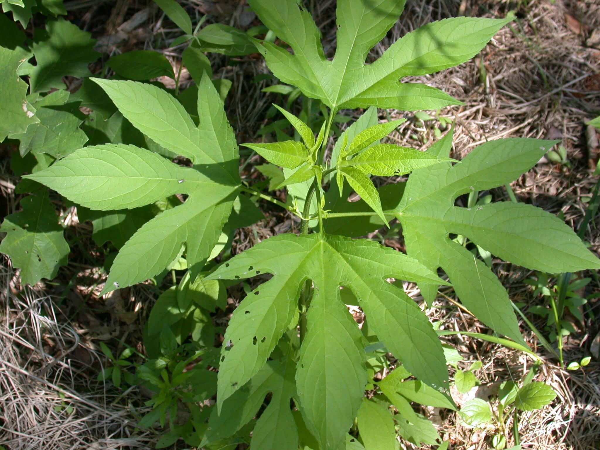 Giant Ragweed