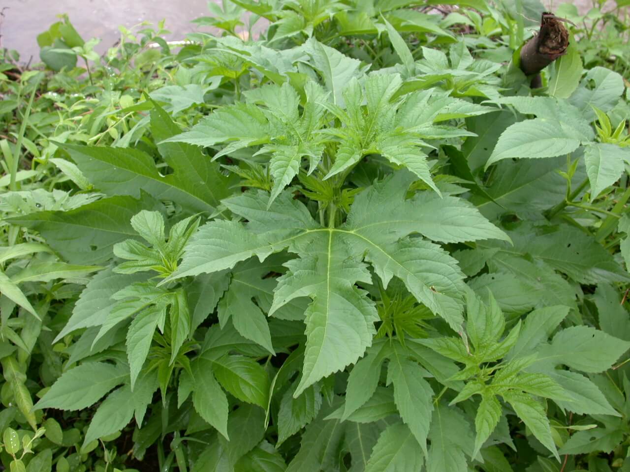 Giant Ragweed