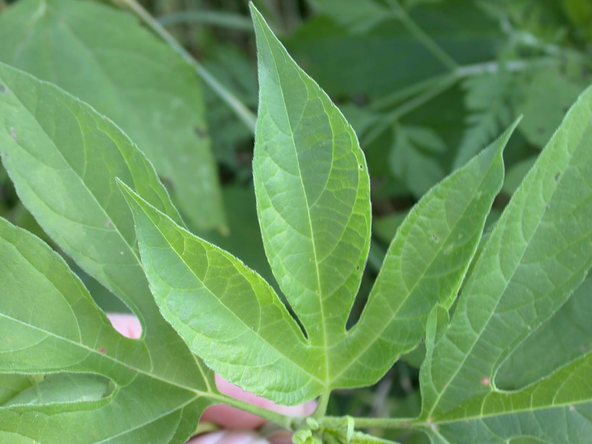 Giant Ragweed Leaf