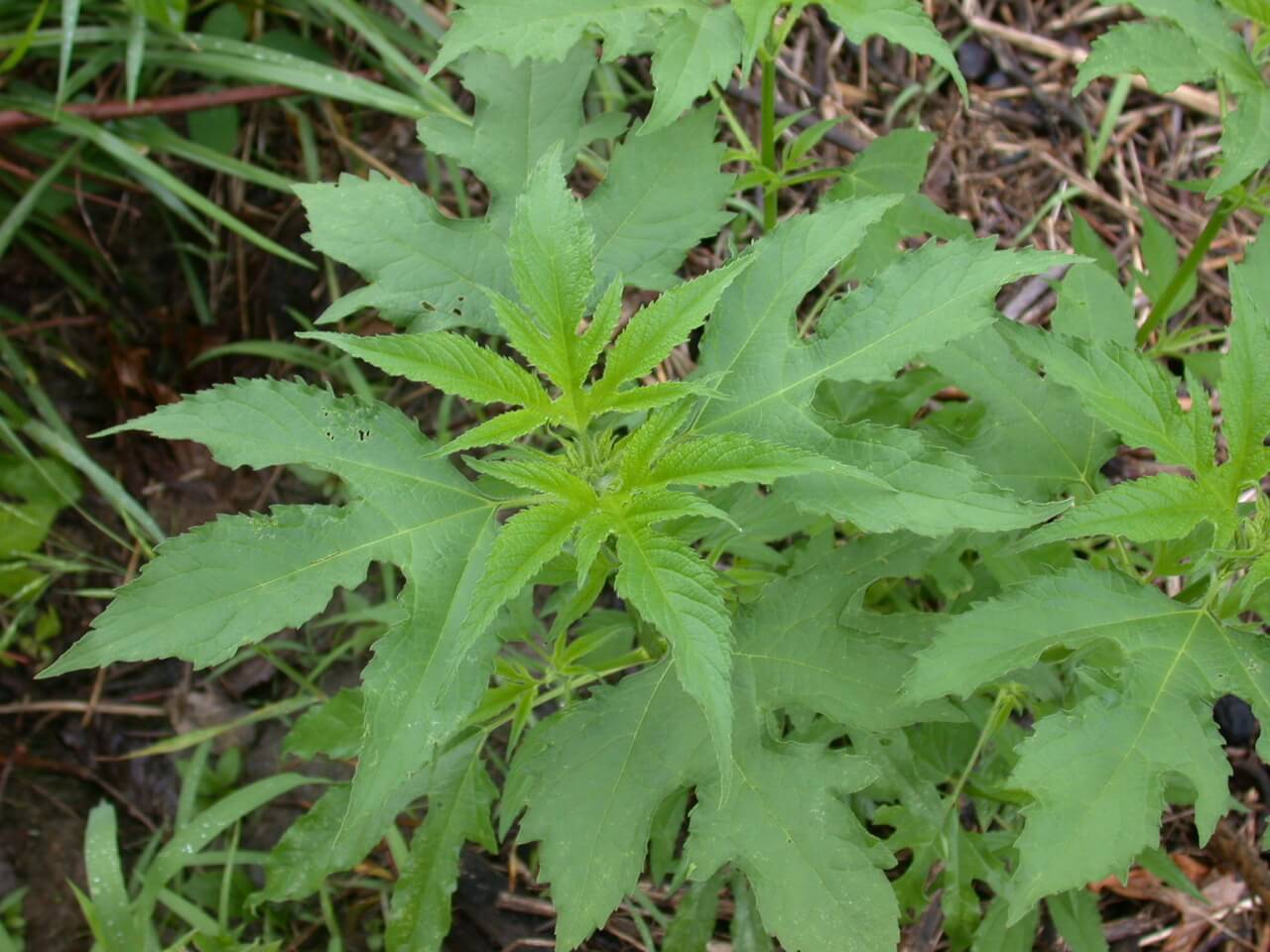 Giant Ragweed Leaf