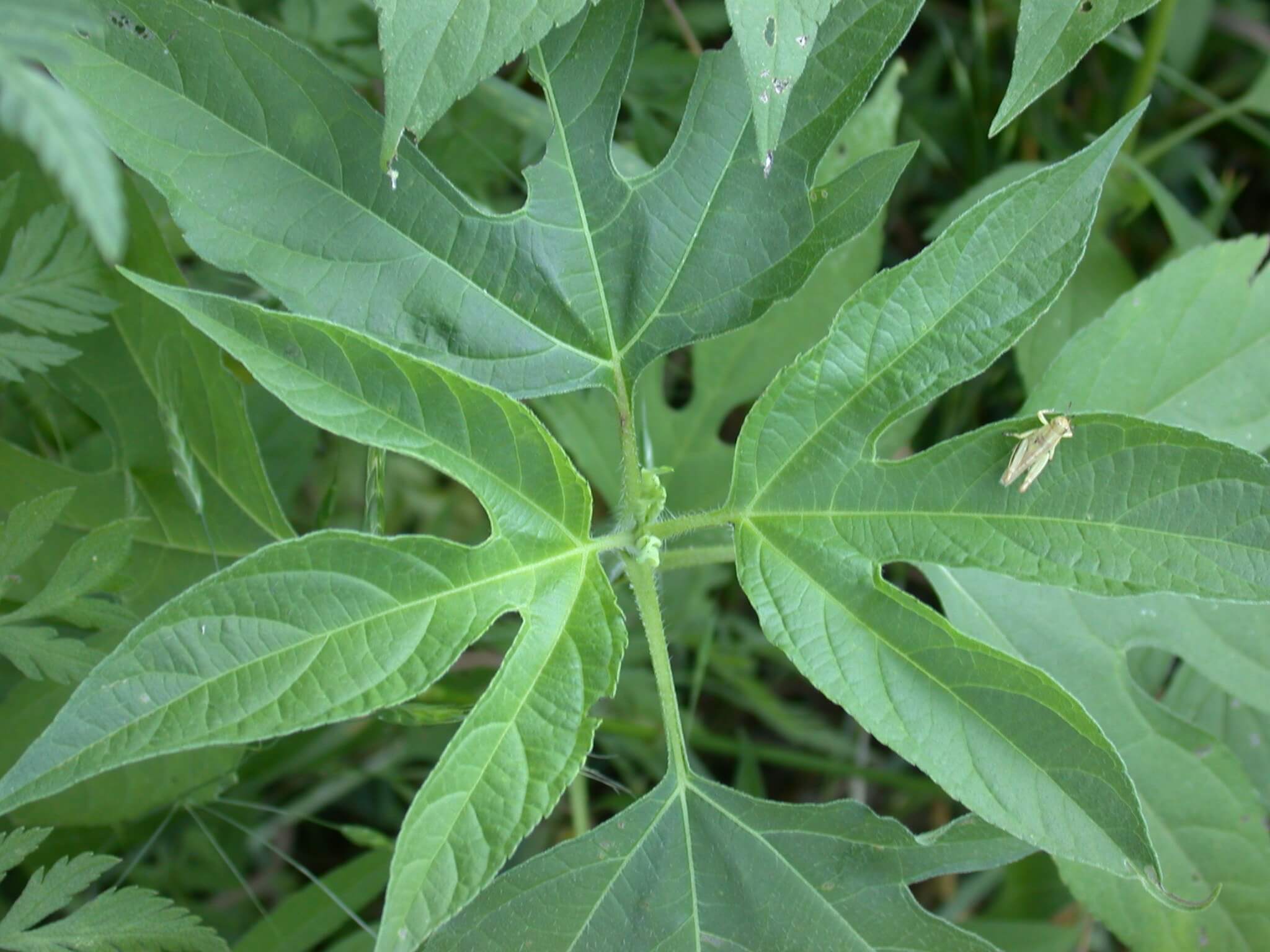 Giant Ragweed Leaf