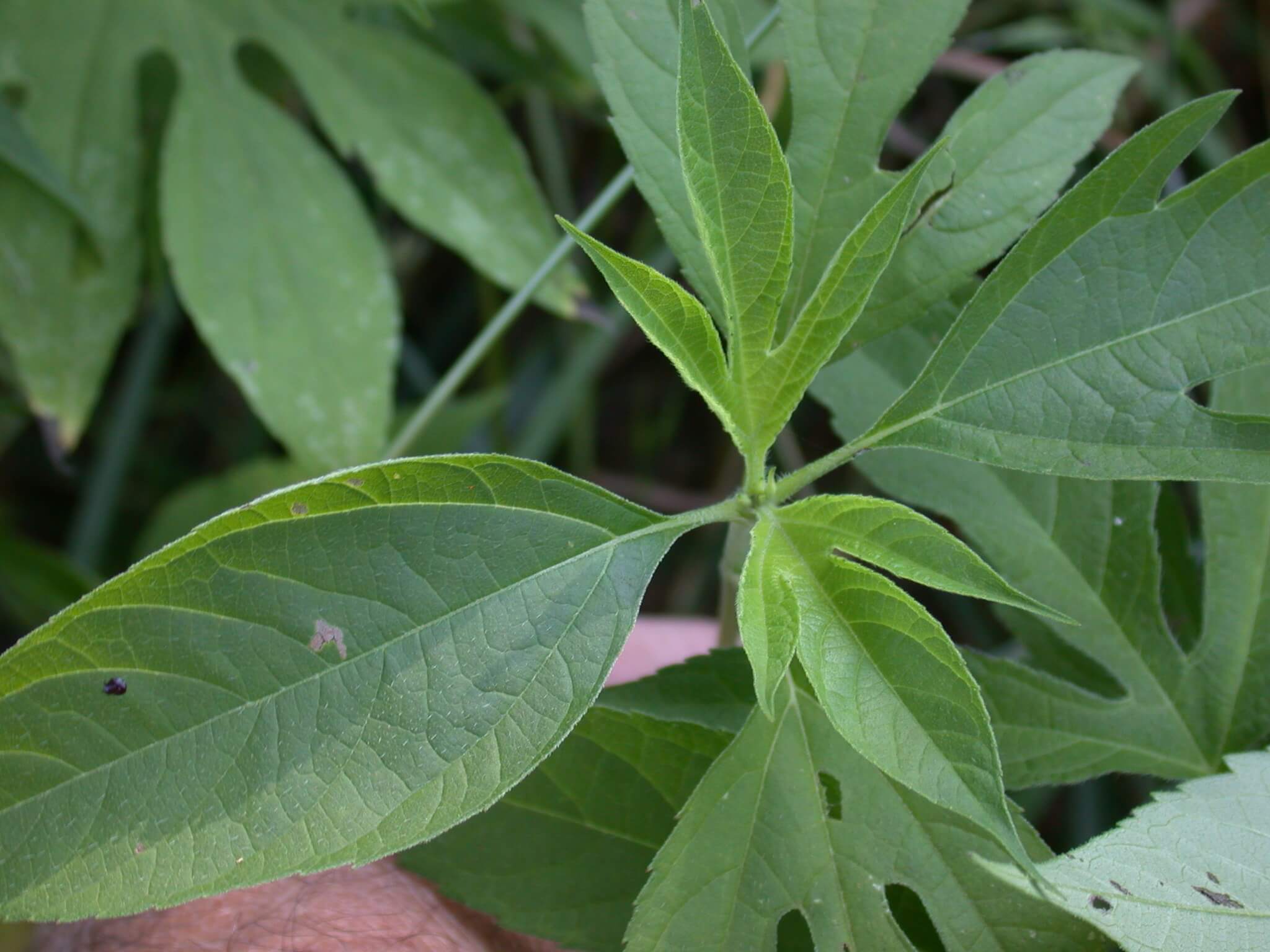 Giant Ragweed Leaves