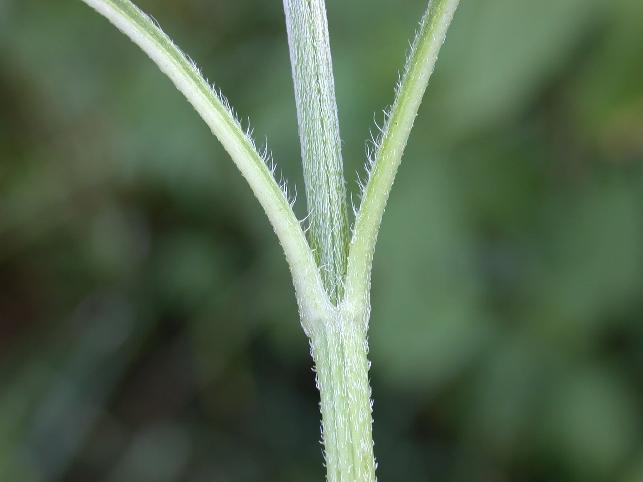 Giant Ragweed Stem