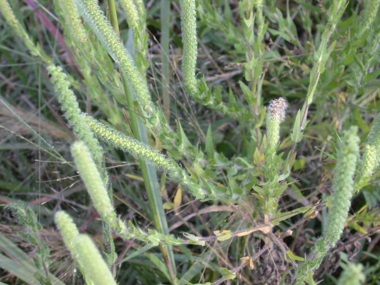 Lanceleaf Ragweed Plant