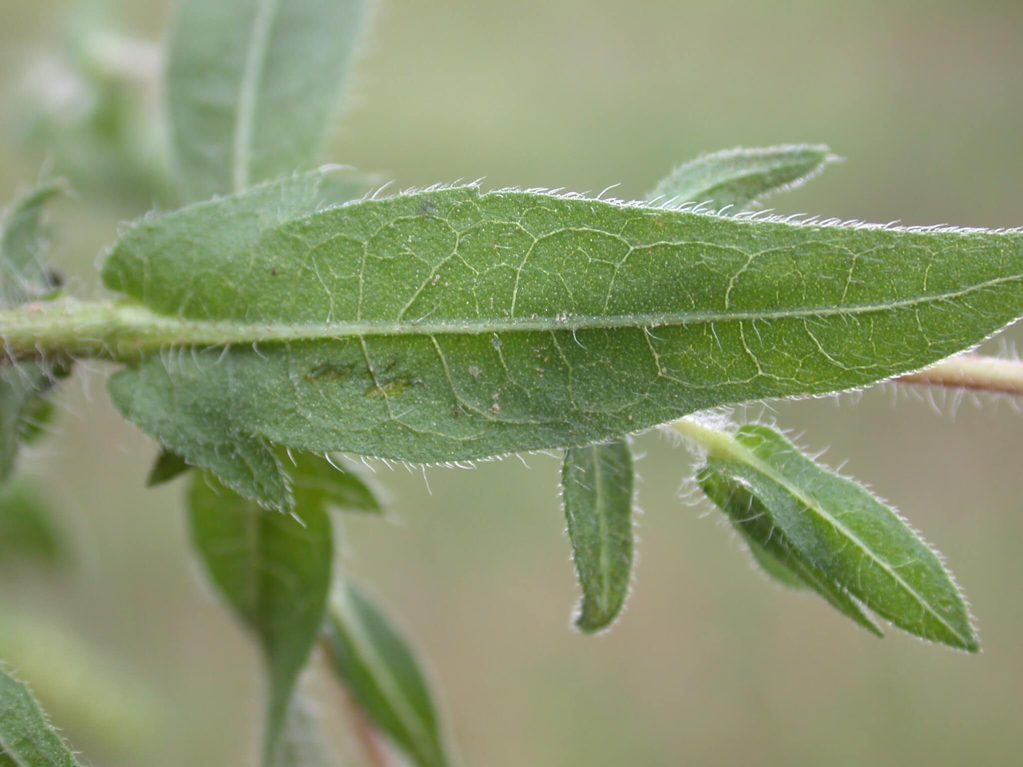 Lanceleaf Ragweed Leaf