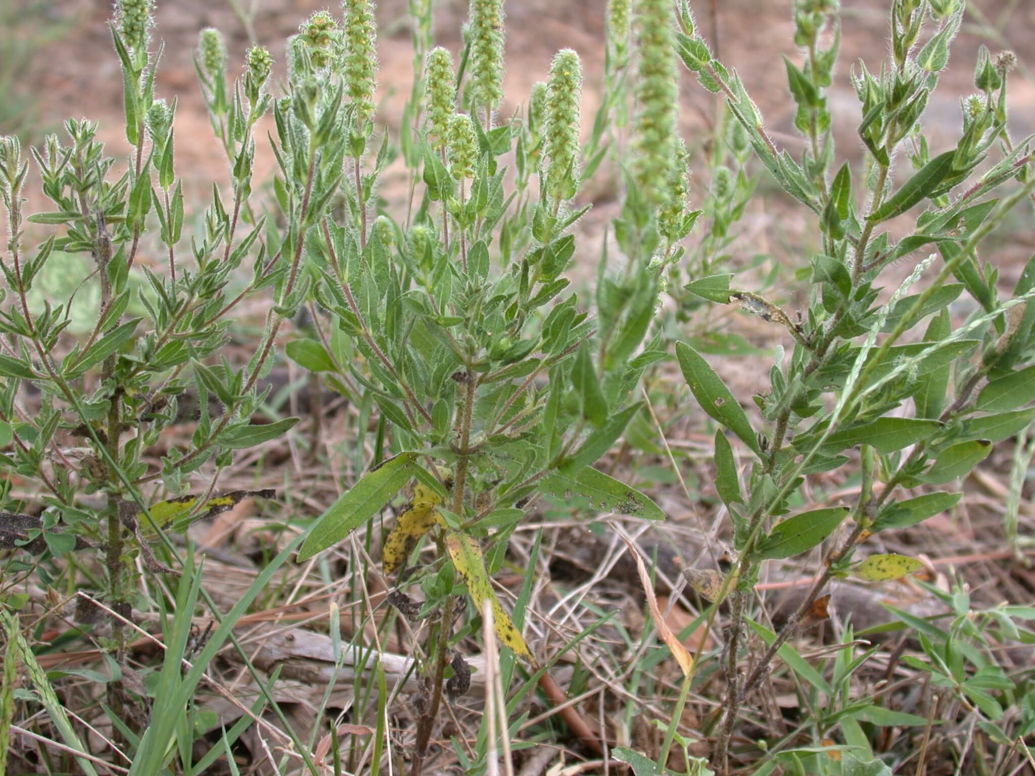 Lanceleaf Ragweed Plant