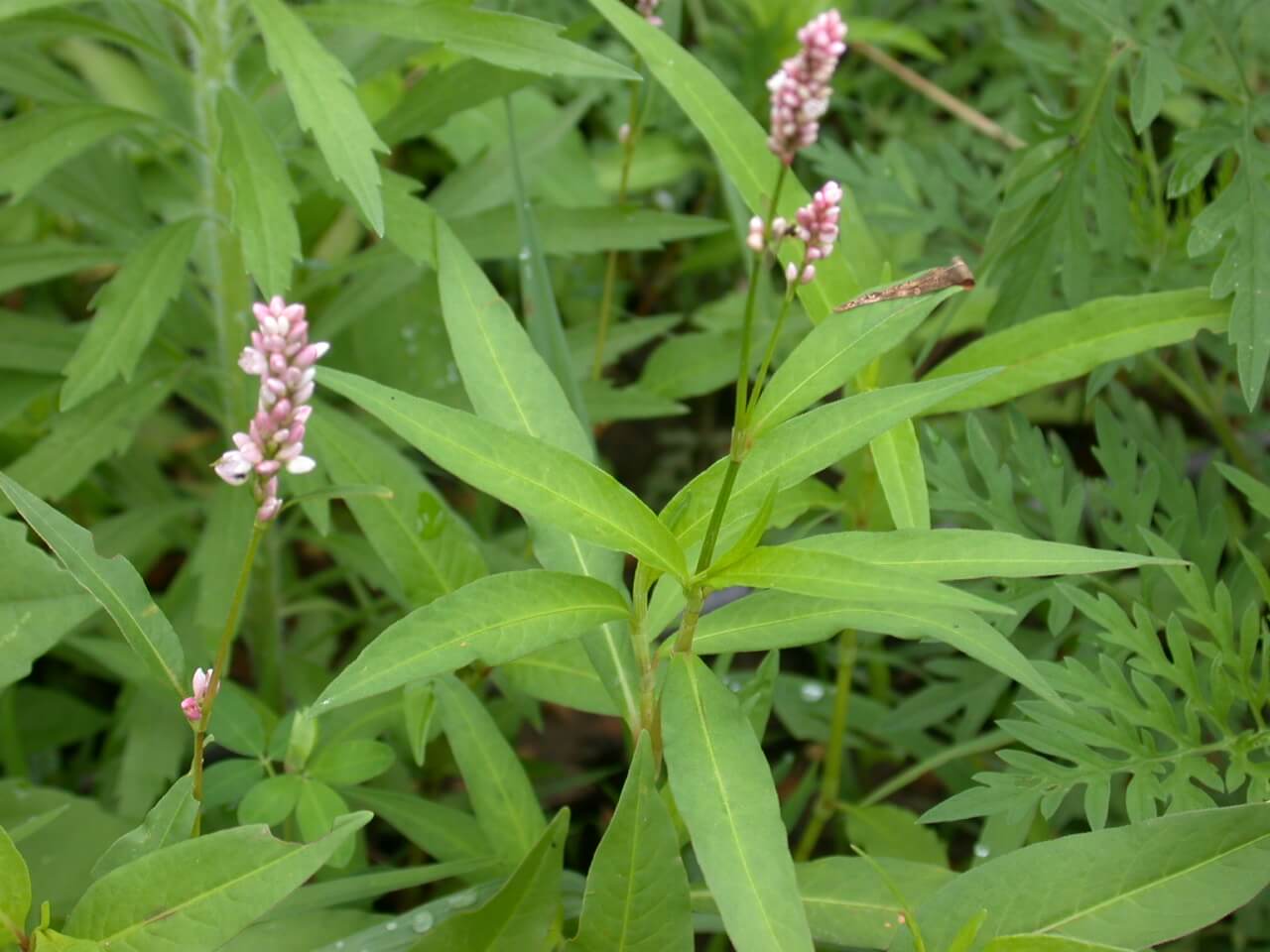 Pennsylvania Smartweed Bloom