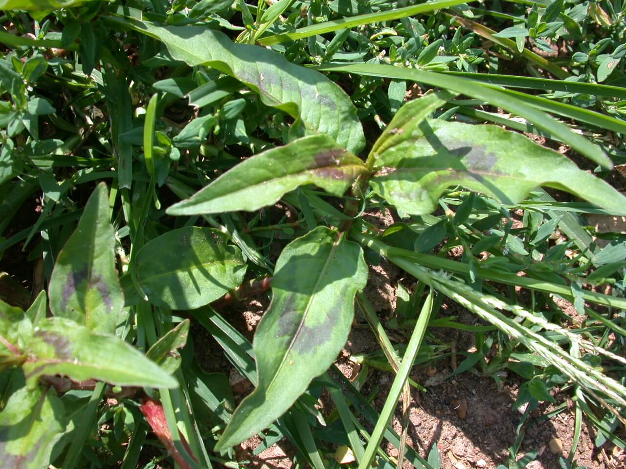 Pennsylvania Smartweed Leaf