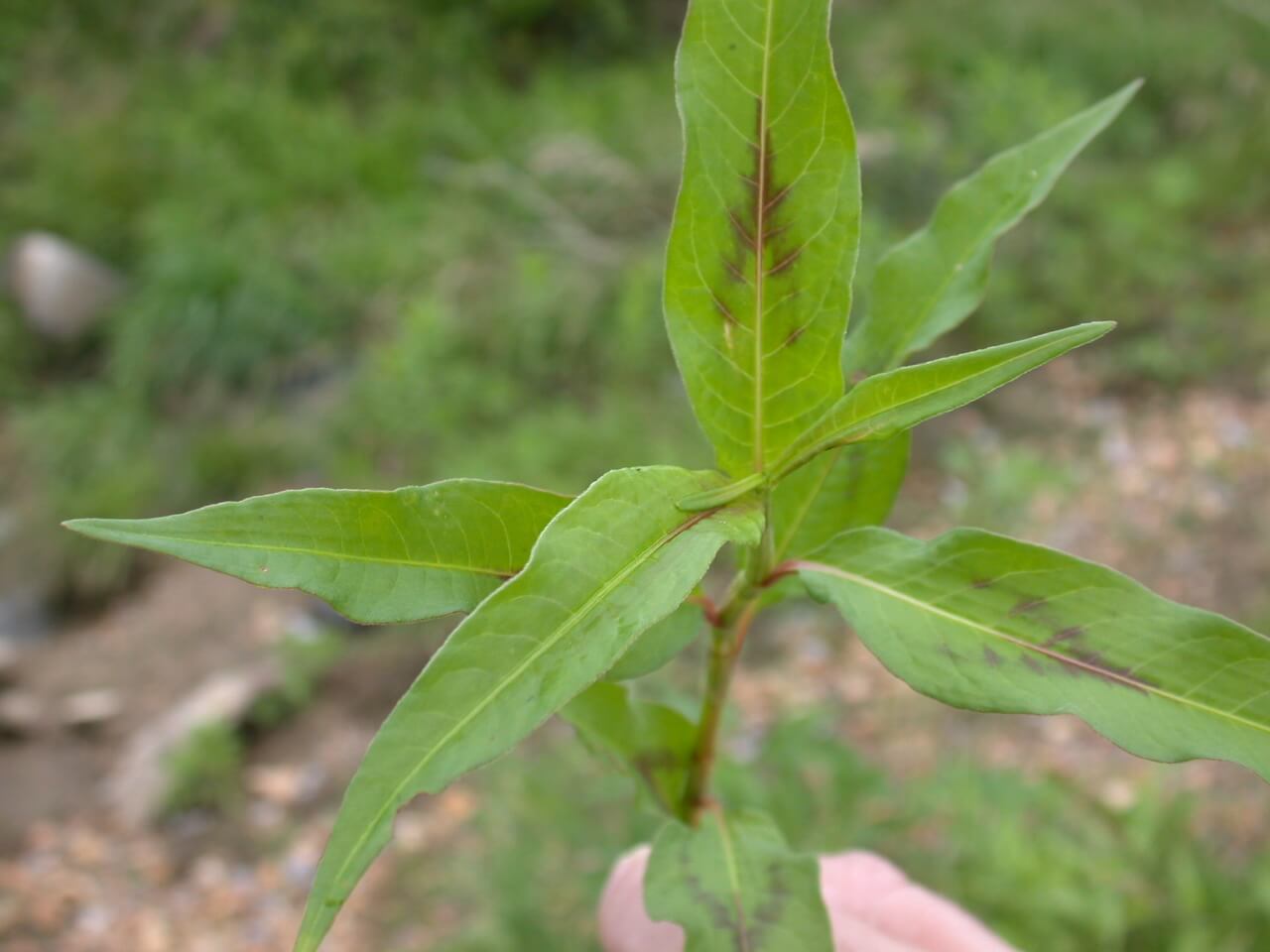 Pennsylvania Smartweed Leaf
