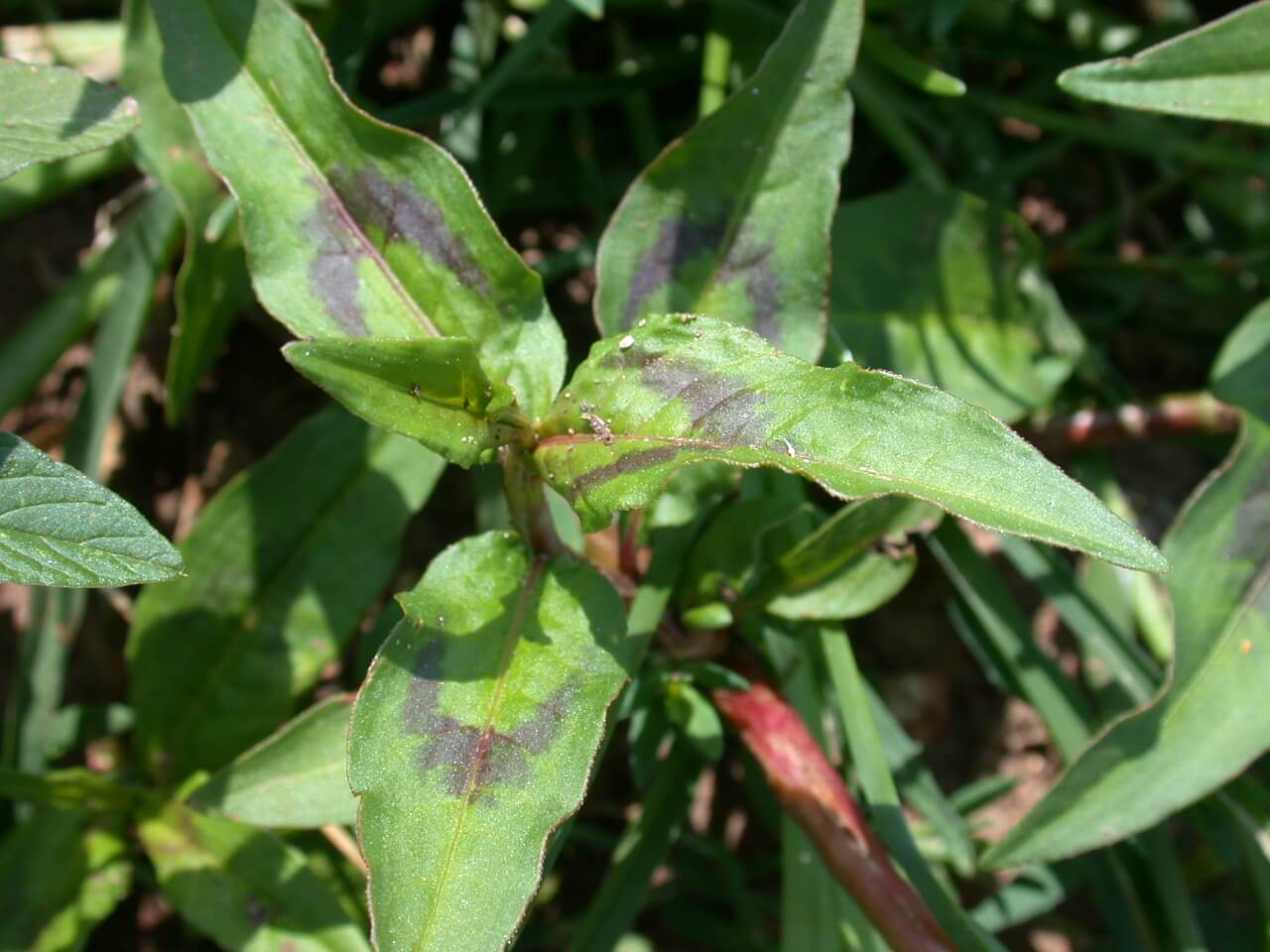 Pennsylvania Smartweed Leaf