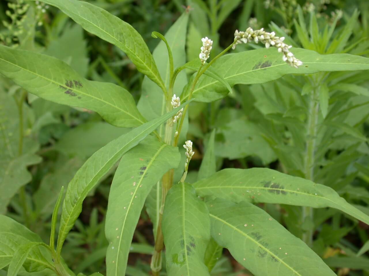 Pennsylvania Smartweed Plant