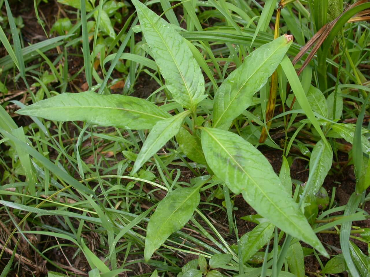 Pennsylvania Smartweed Seedling