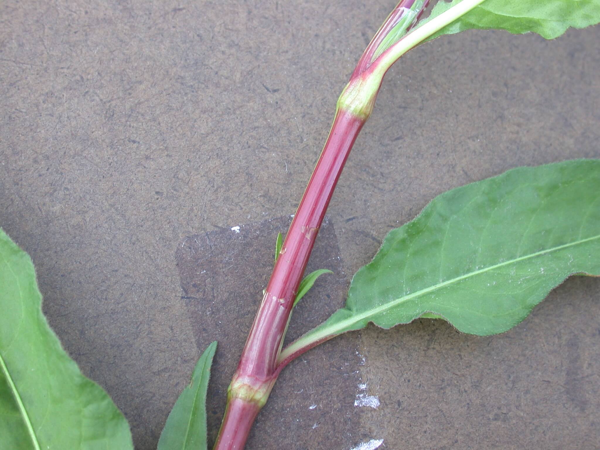 Pennsylvania Smartweed Stem