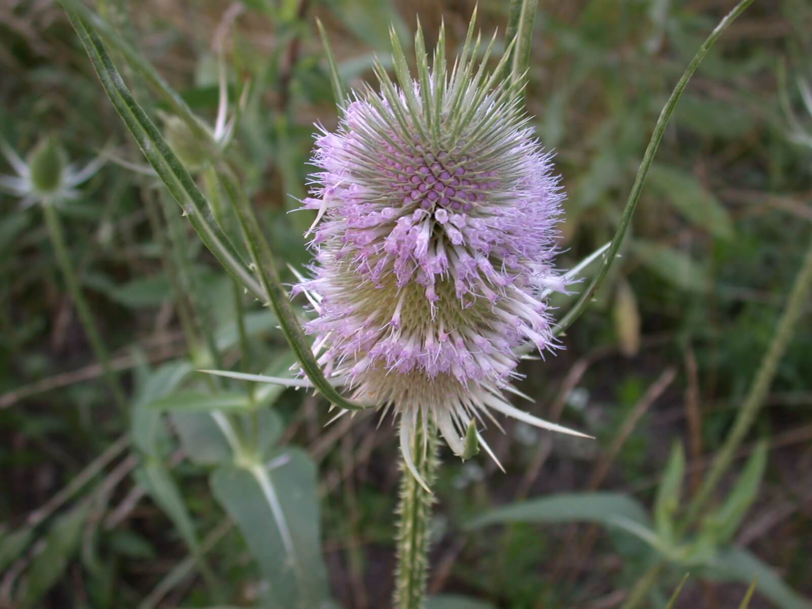 Teasel Bloom