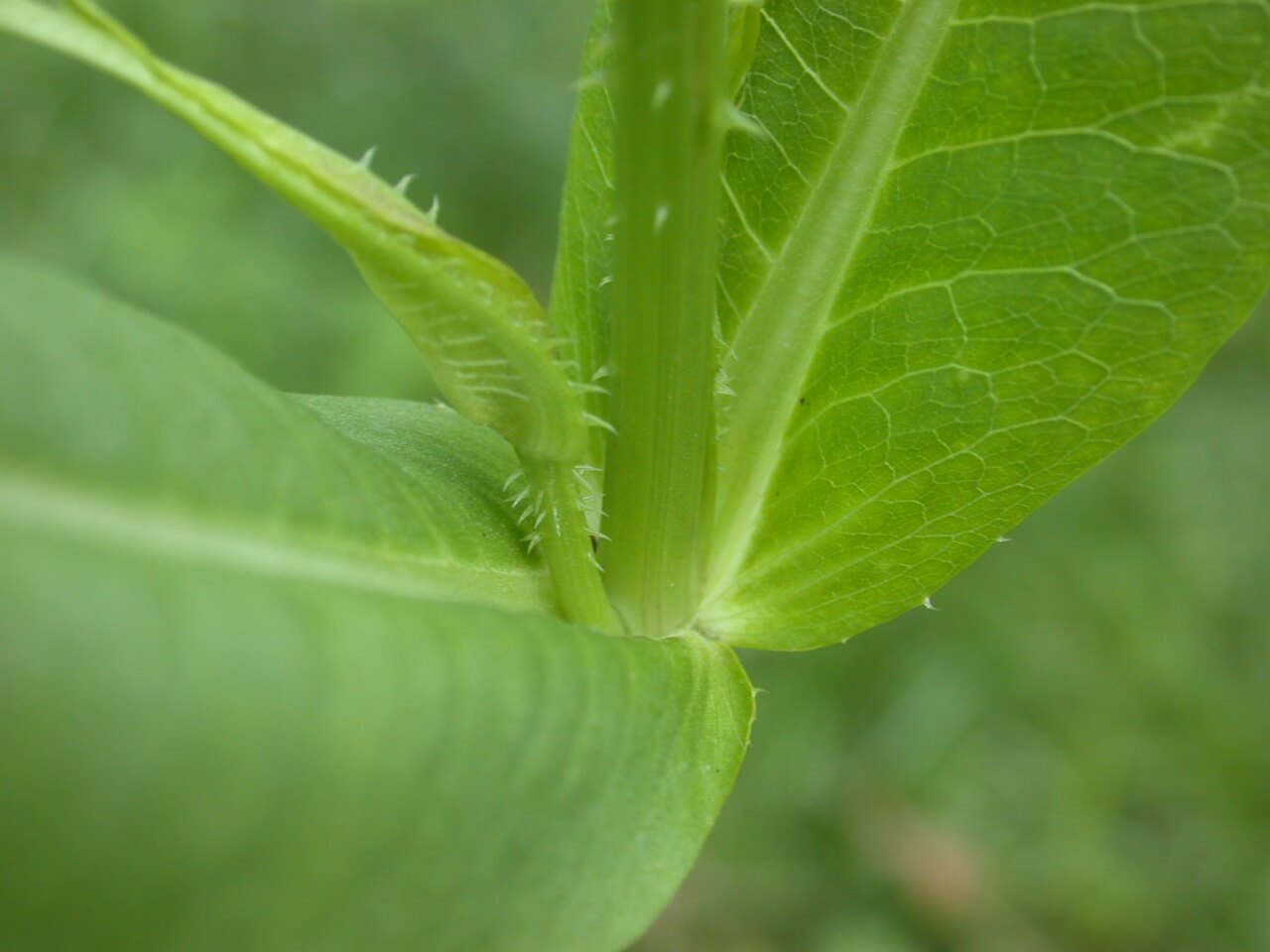 Teasel Leaf Base