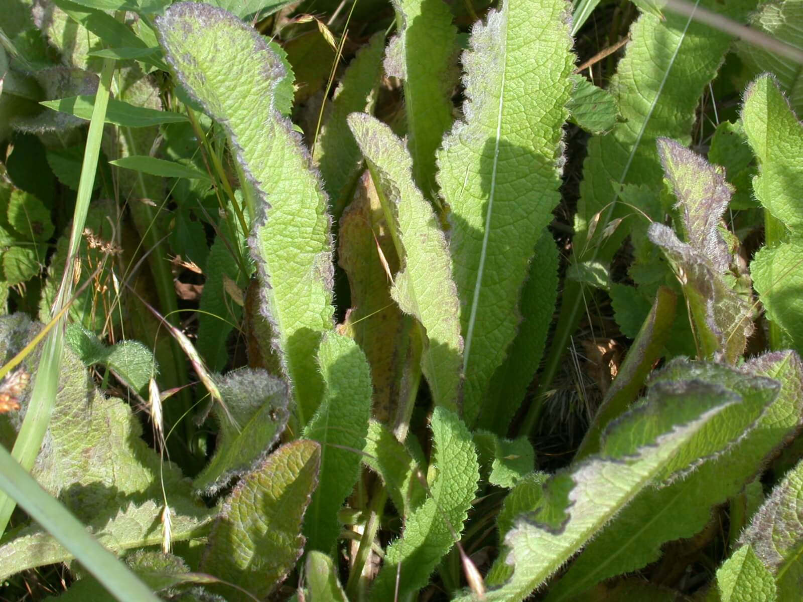 Teasel Leaves