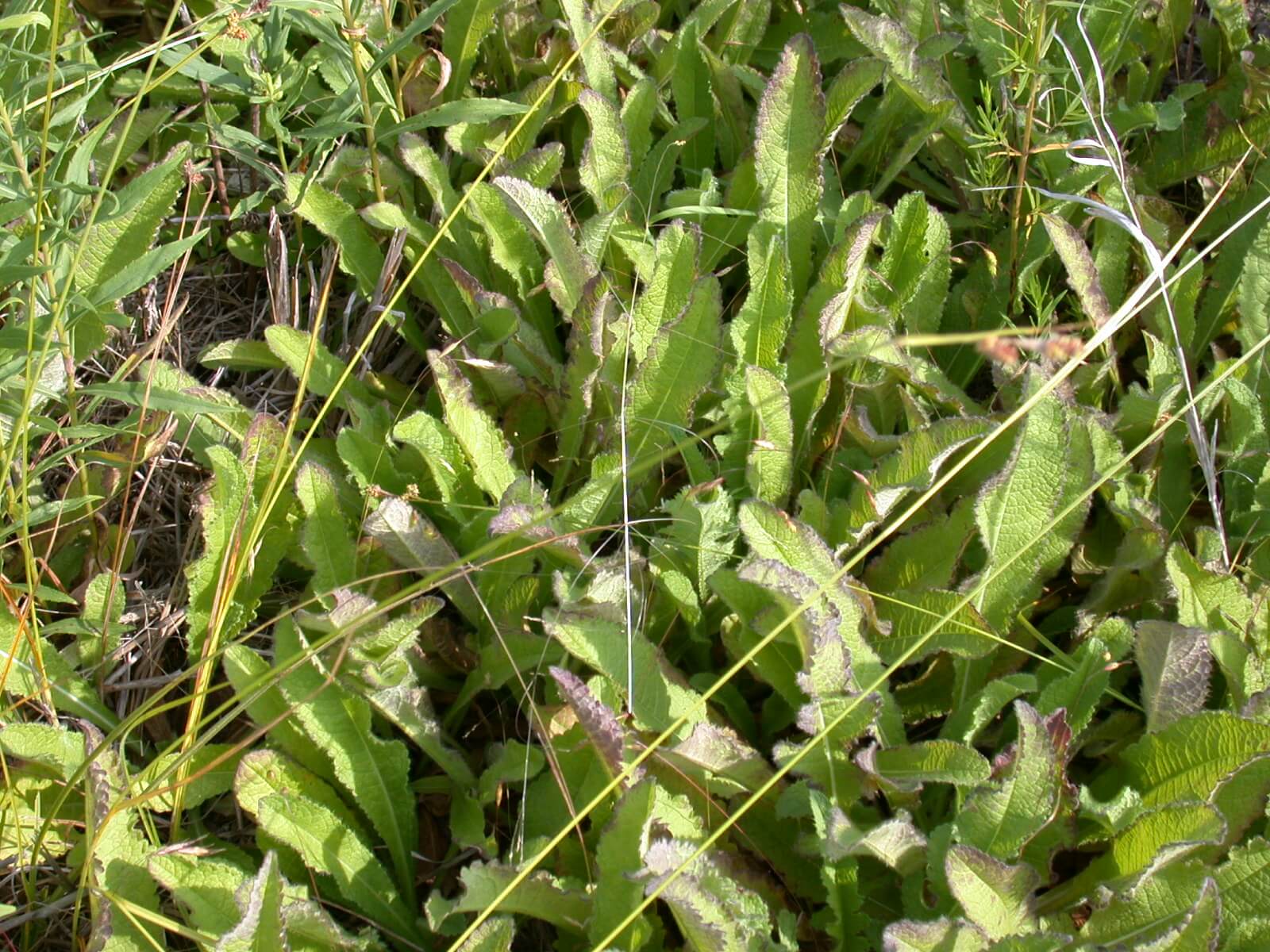 Teasel Leaves