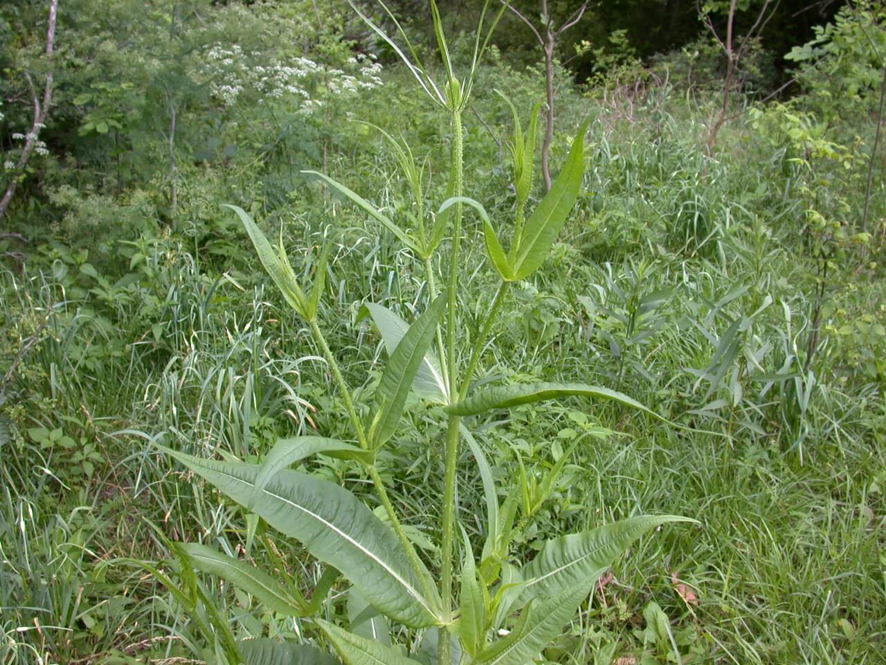 Teasel Plant